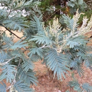 Acacia dealbata at Wamboin, NSW - 4 Mar 2023