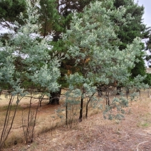 Acacia dealbata at Wamboin, NSW - 4 Mar 2023
