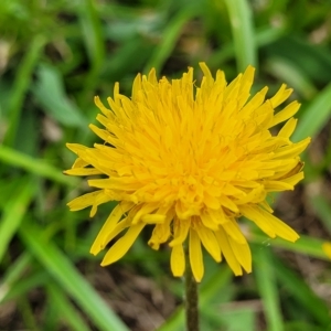 Taraxacum sect. Taraxacum at Wamboin, NSW - 4 Mar 2023