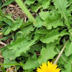 Taraxacum sect. Taraxacum at Wamboin, NSW - 4 Mar 2023