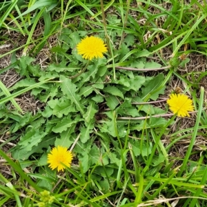 Taraxacum sect. Taraxacum at Wamboin, NSW - 4 Mar 2023 11:55 AM