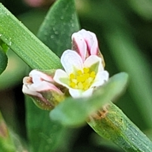 Polygonum sp. at Wamboin, NSW - 4 Mar 2023 11:54 AM