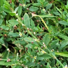 Polygonum sp. at Wamboin, NSW - 4 Mar 2023 11:54 AM