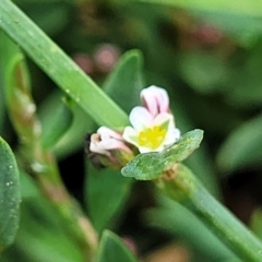 Polygonum sp. at Wamboin, NSW - 4 Mar 2023