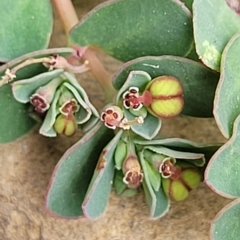 Euphorbia dallachyana (Mat Spurge, Caustic Weed) at Wamboin, NSW - 4 Mar 2023 by trevorpreston