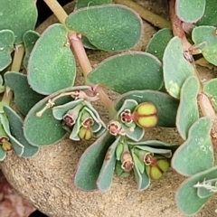 Euphorbia dallachyana at Wamboin, NSW - 4 Mar 2023