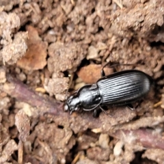 Carabidae sp. (family) (A ground beetle) at QPRC LGA - 4 Mar 2023 by trevorpreston