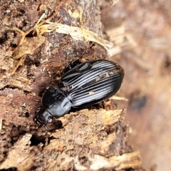Carabidae sp. (family) at Wamboin, NSW - 4 Mar 2023