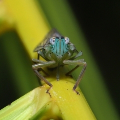 Unidentified Leafhopper or planthopper (Hemiptera, several families) at Wellington Point, QLD - 20 Feb 2023 by TimL