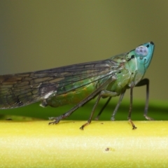 Magia subocellata at Wellington Point, QLD - suppressed