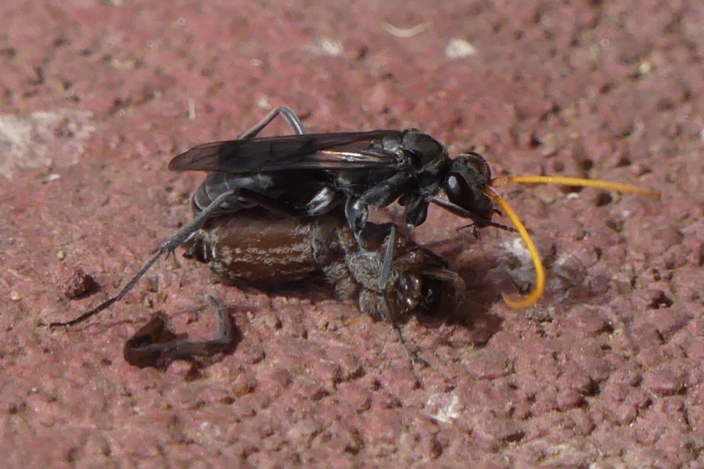 Fabriogenia sp. (genus) at Braemar, NSW - 15 Feb 2023