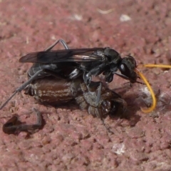 Fabriogenia sp. (genus) (Spider wasp) at Braemar - 15 Feb 2023 by Curiosity