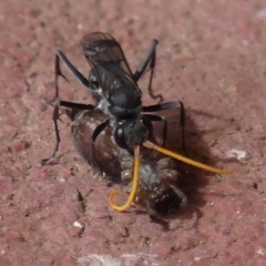 Fabriogenia sp. (genus) at Braemar, NSW - 15 Feb 2023