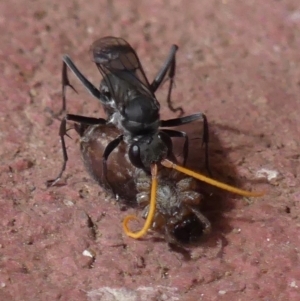 Fabriogenia sp. (genus) at Braemar, NSW - 15 Feb 2023