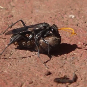 Fabriogenia sp. (genus) at Braemar, NSW - 15 Feb 2023