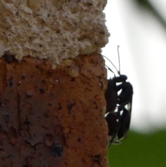 Fabriogenia sp. (genus) at Braemar, NSW - 15 Feb 2023