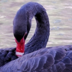Cygnus atratus (Black Swan) at Splitters Creek, NSW - 25 Feb 2023 by KylieWaldon