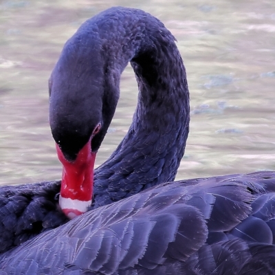 Cygnus atratus (Black Swan) at Wonga Wetlands - 26 Feb 2023 by KylieWaldon