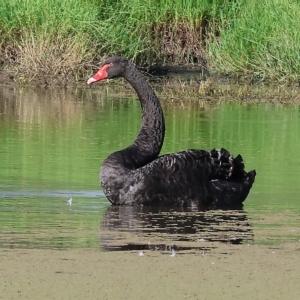 Cygnus atratus at Splitters Creek, NSW - 26 Feb 2023 09:37 AM