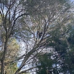 Callocephalon fimbriatum (Gang-gang Cockatoo) at Curtin, ACT - 4 Mar 2023 by Hannah