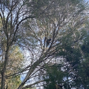 Callocephalon fimbriatum at Curtin, ACT - suppressed