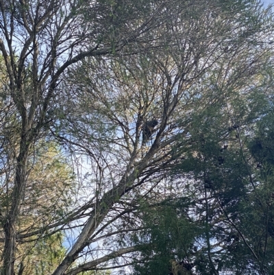 Callocephalon fimbriatum (Gang-gang Cockatoo) at Curtin, ACT - 5 Mar 2023 by Hannah