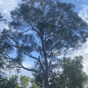 Callocephalon fimbriatum at Curtin, ACT - suppressed