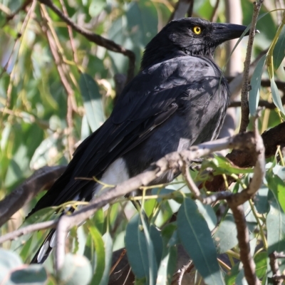 Strepera graculina (Pied Currawong) at Belvoir Park - 3 Mar 2023 by KylieWaldon