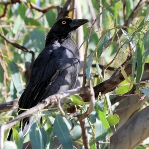 Strepera graculina at Wodonga, VIC - 4 Mar 2023