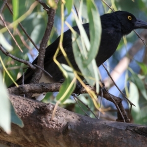 Strepera graculina at Wodonga, VIC - 4 Mar 2023 09:19 AM