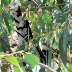 Strepera graculina at Wodonga, VIC - 4 Mar 2023