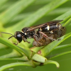 Unidentified Wasp (Hymenoptera, Apocrita) at Braemar, NSW - 28 Feb 2023 by Curiosity