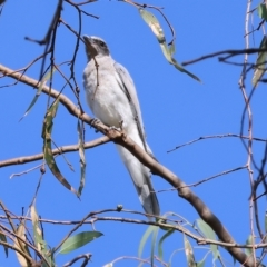Coracina novaehollandiae (Black-faced Cuckooshrike) at Belvoir Park - 4 Mar 2023 by KylieWaldon