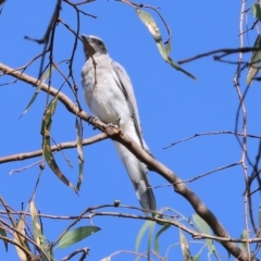 Coracina novaehollandiae (Black-faced Cuckooshrike) at Wodonga, VIC - 4 Mar 2023 by KylieWaldon