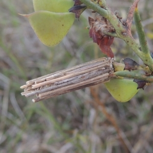 Clania lewinii & similar Casemoths at Boorowa, NSW - 23 Oct 2022