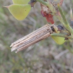 Clania lewinii & similar Casemoths at Boorowa, NSW - 23 Oct 2022