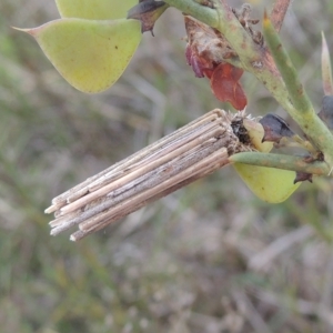 Clania lewinii & similar Casemoths at Boorowa, NSW - 23 Oct 2022