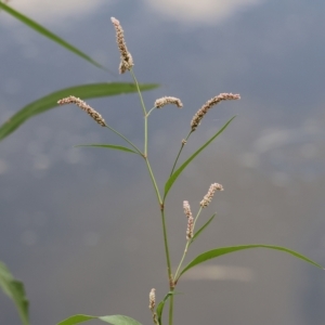 Persicaria lapathifolia at Splitters Creek, NSW - 26 Feb 2023