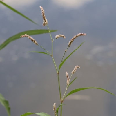 Persicaria lapathifolia (Pale Knotweed) at Wonga Wetlands - 25 Feb 2023 by KylieWaldon