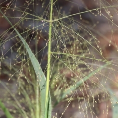 Panicum effusum (Hairy Panic Grass) at Wodonga, VIC - 3 Mar 2023 by KylieWaldon