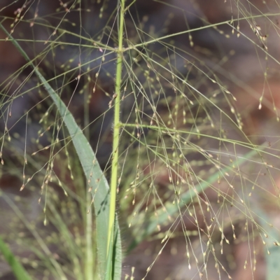 Panicum effusum (Hairy Panic Grass) at Wodonga - 3 Mar 2023 by KylieWaldon