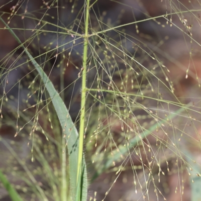 Panicum effusum (Hairy Panic Grass) at Wodonga, VIC - 4 Mar 2023 by KylieWaldon