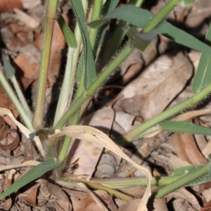 Panicum effusum at Wodonga, VIC - 4 Mar 2023 09:27 AM