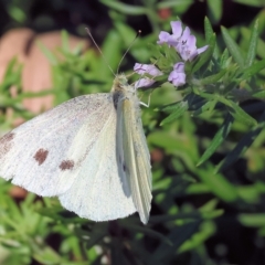 Pieris rapae (Cabbage White) at Belvoir Park - 3 Mar 2023 by KylieWaldon