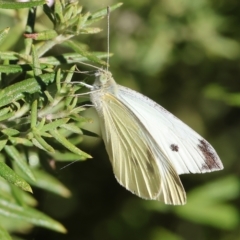 Pieris rapae at Wodonga, VIC - 4 Mar 2023 09:27 AM