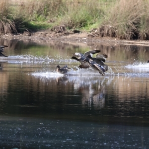 Chenonetta jubata at Wodonga, VIC - 4 Mar 2023 10:14 AM