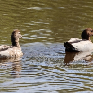 Chenonetta jubata at Wodonga, VIC - 4 Mar 2023 10:14 AM