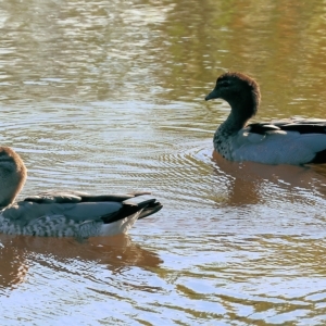 Chenonetta jubata at Wodonga, VIC - 4 Mar 2023 10:14 AM