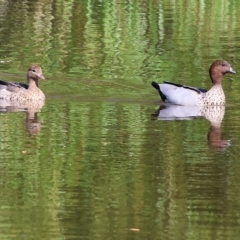 Chenonetta jubata at Wodonga, VIC - 4 Mar 2023