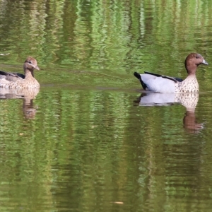 Chenonetta jubata at Wodonga, VIC - 4 Mar 2023